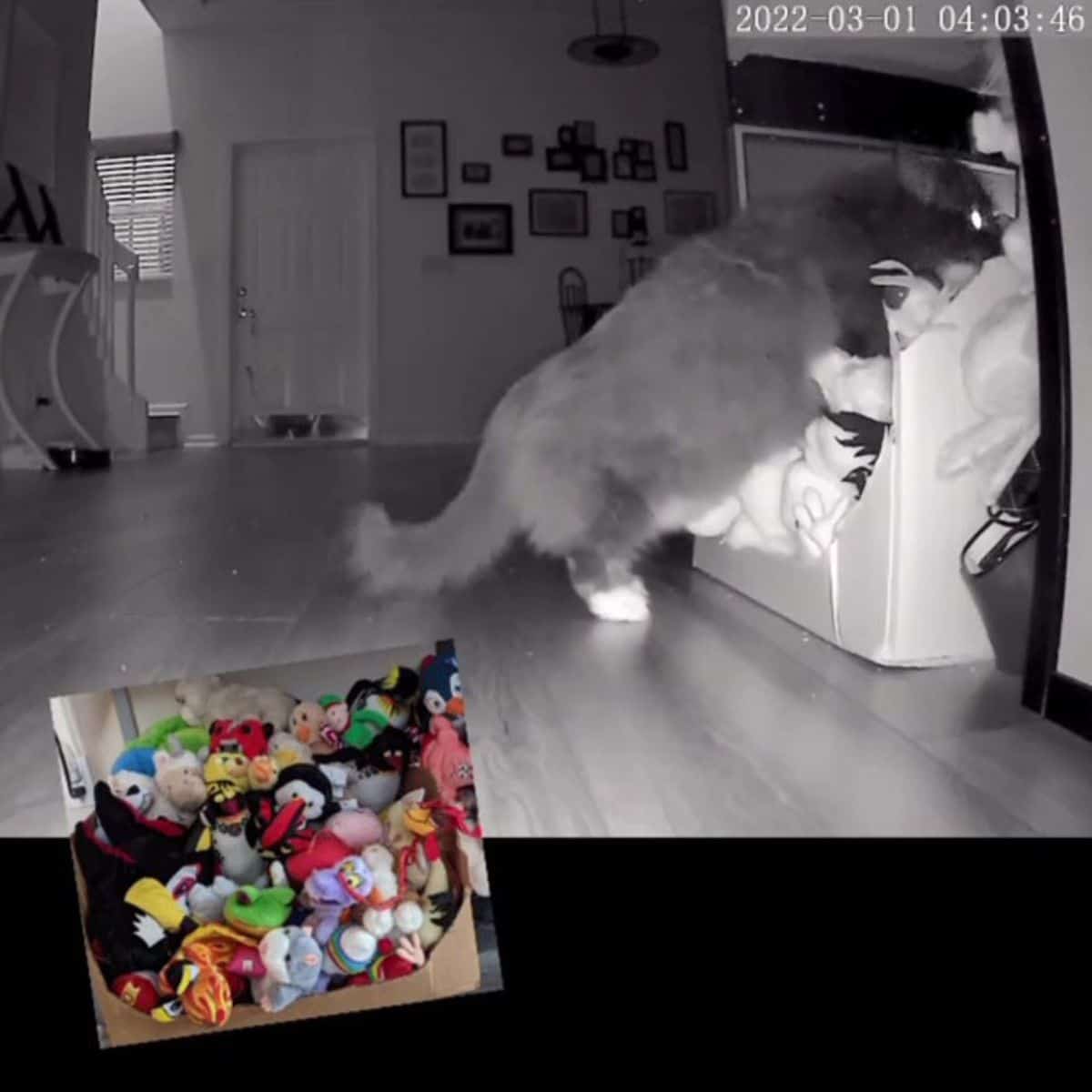 cat taking toys at night