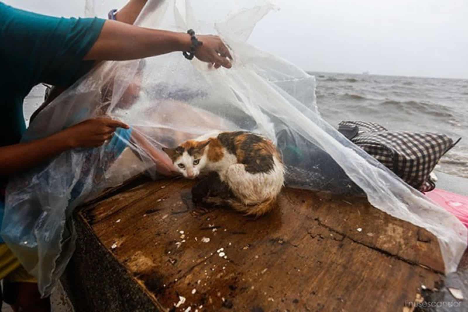 cat under a plastic wrap