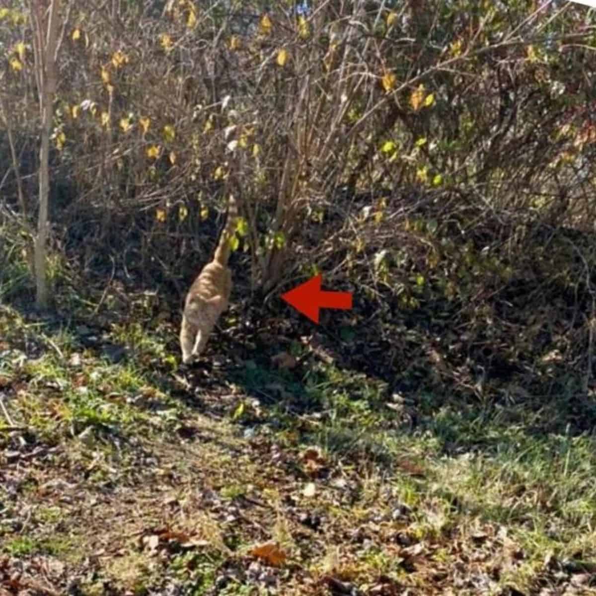 cat under bushes