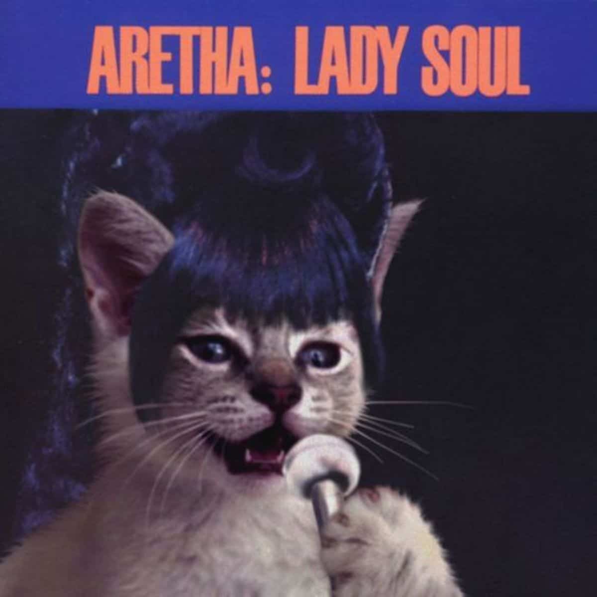 cat version of aretha franklin's lady soul