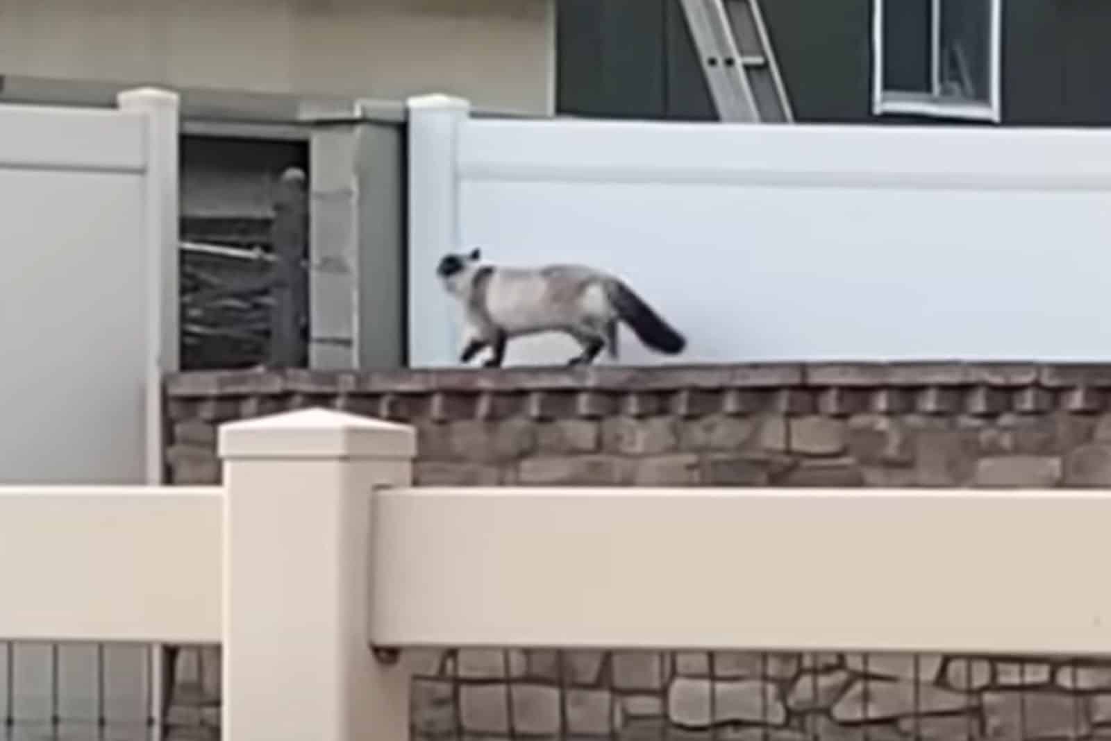 cat walking on the wall