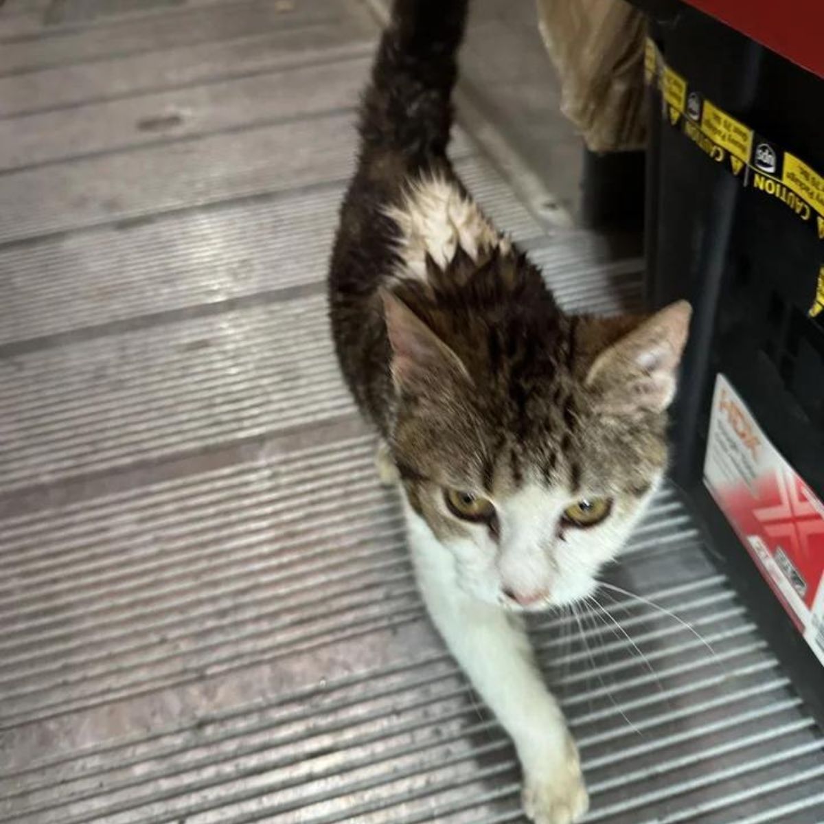 cat walks in a truck