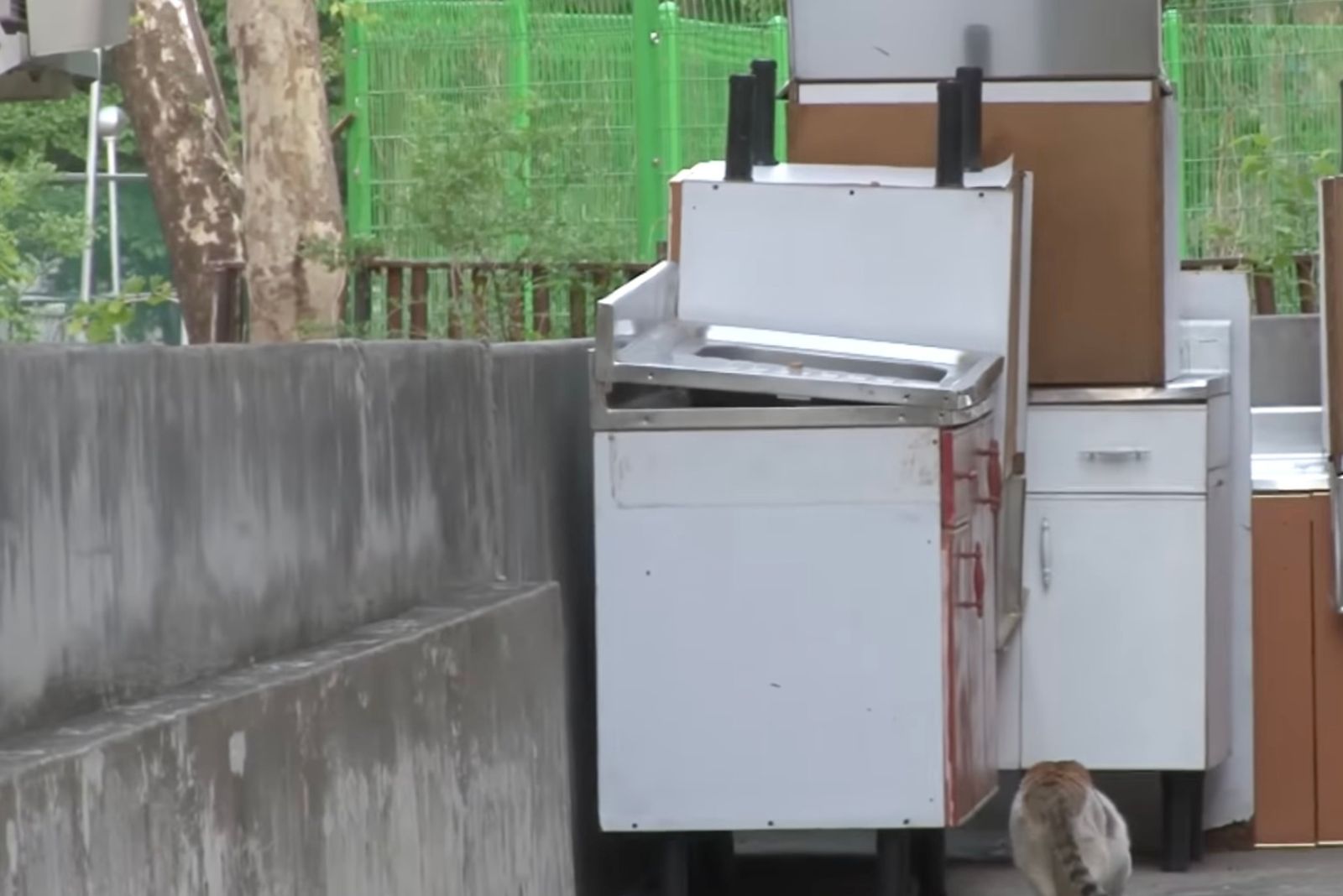 cat walks to the outdoor kitchen