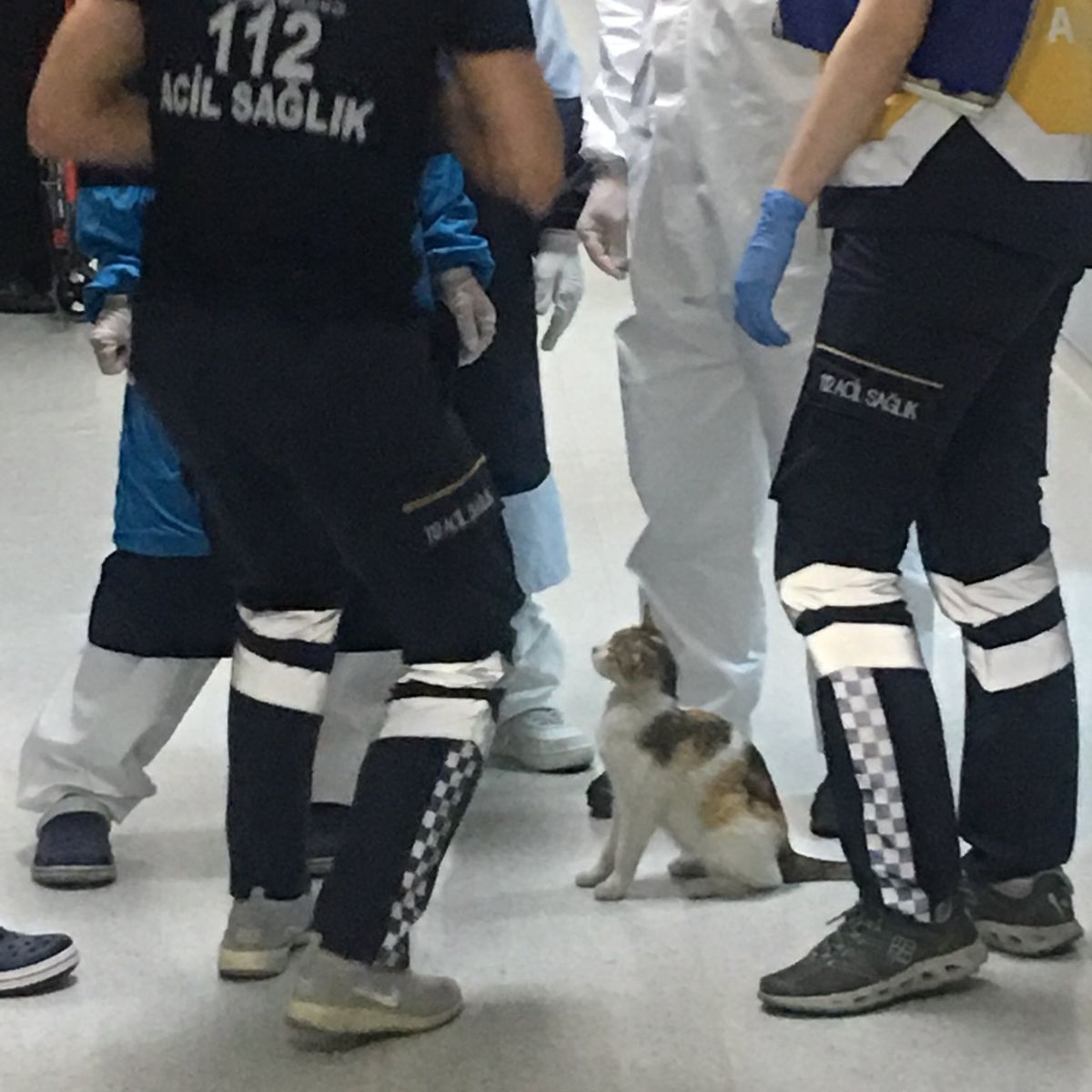 cat watching doctors helping her kitten