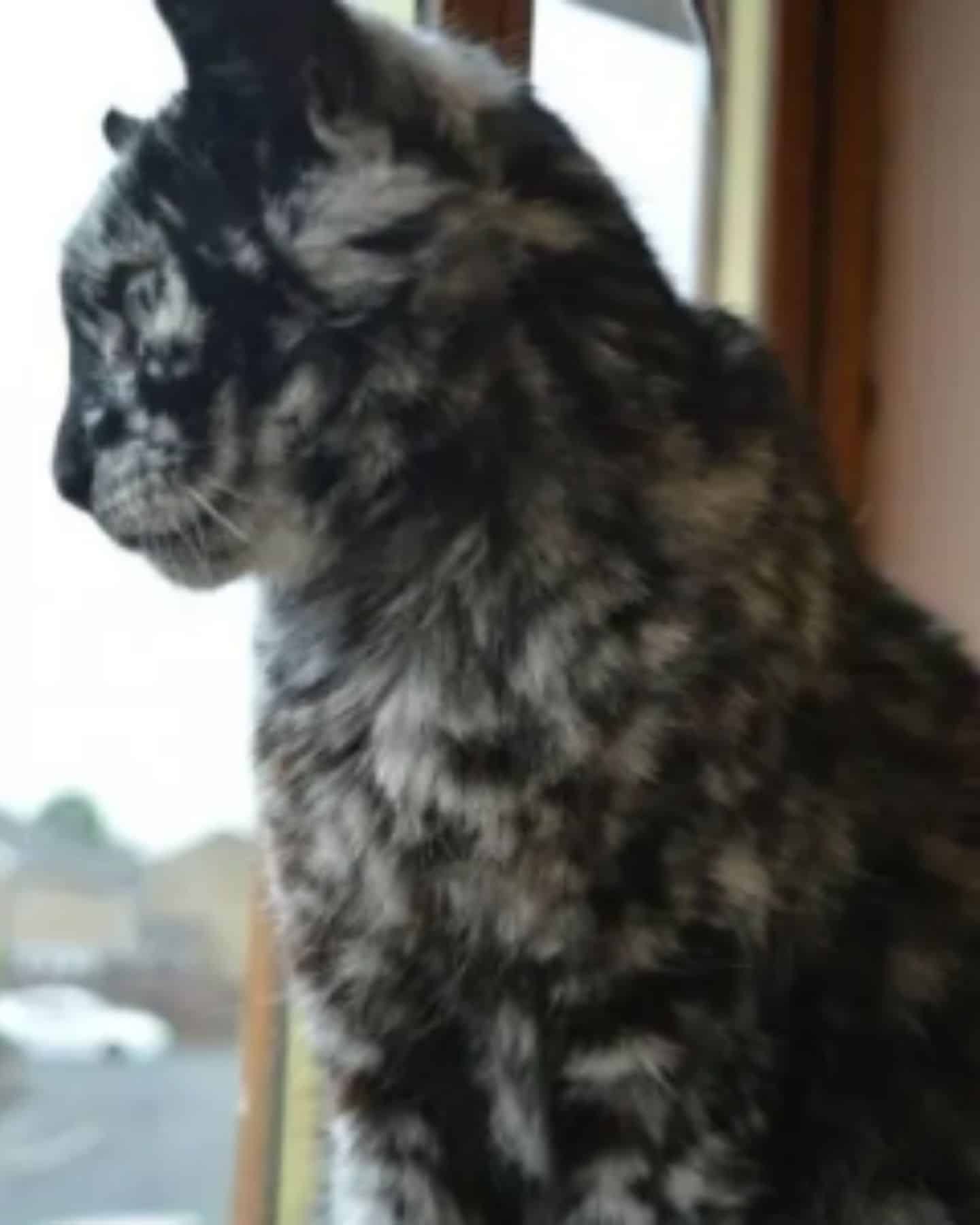 cat watching trough window