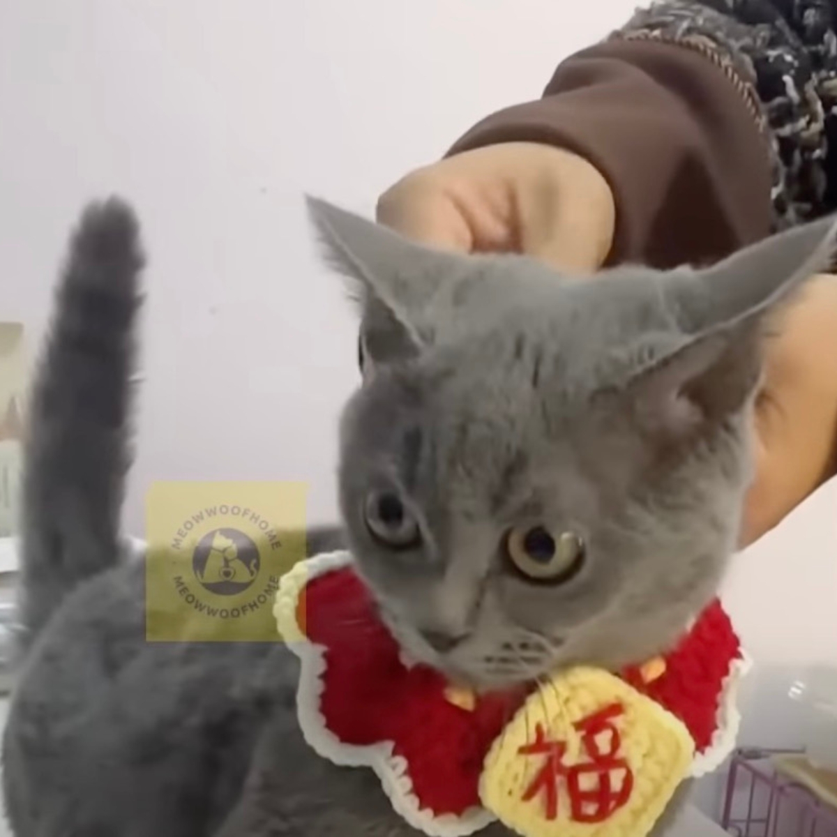 cat wearing a red bib