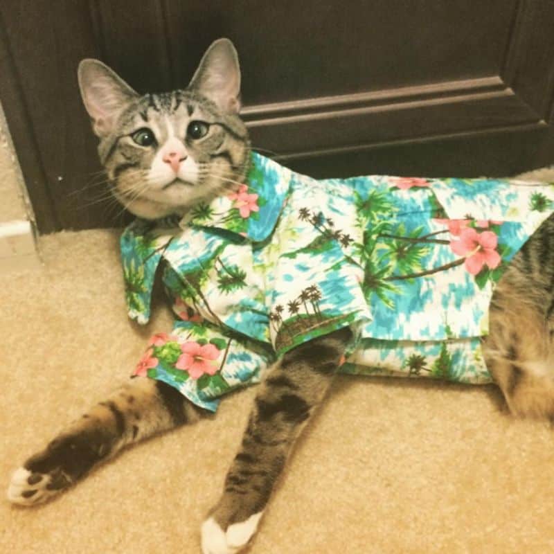 cat wearing colorful shirt lying