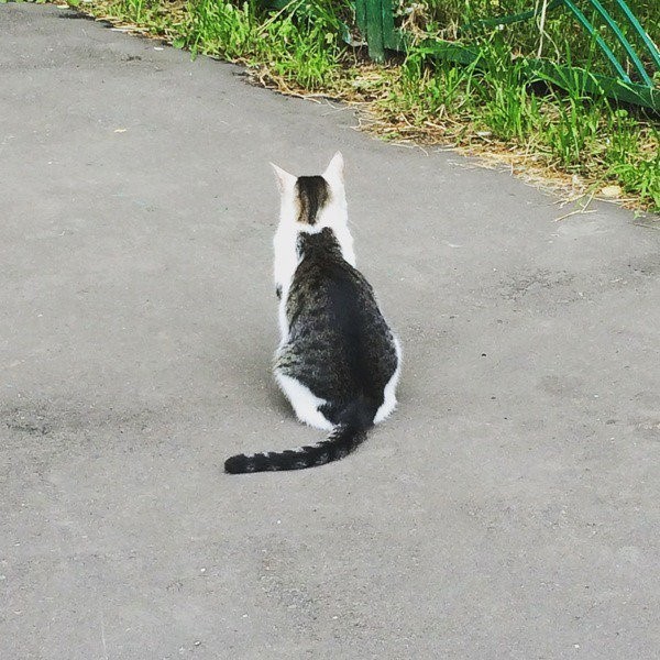 cat with a marking of a cat