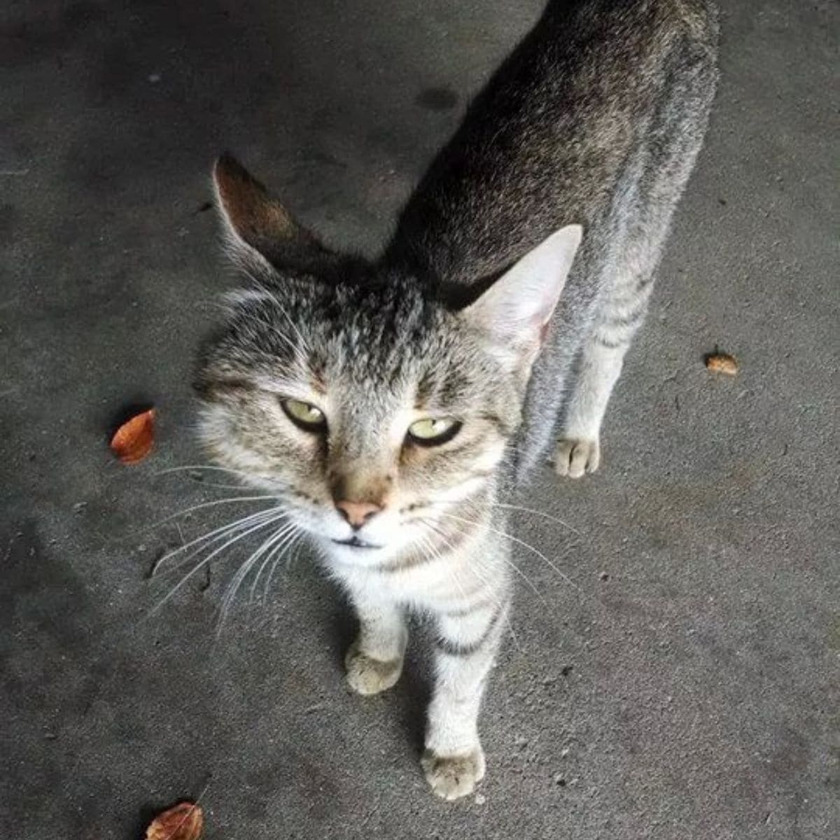 cat with a swollen head looking at the camera