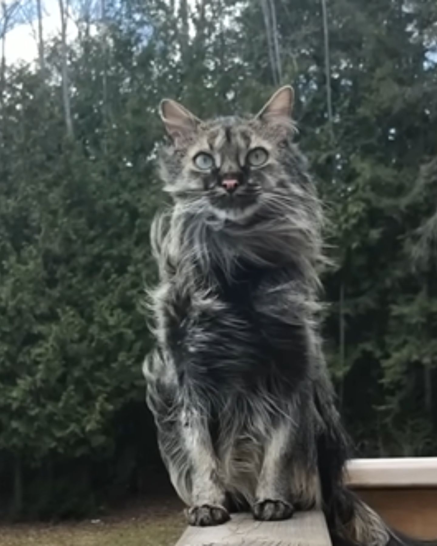 cat with black and white fur standing on fence