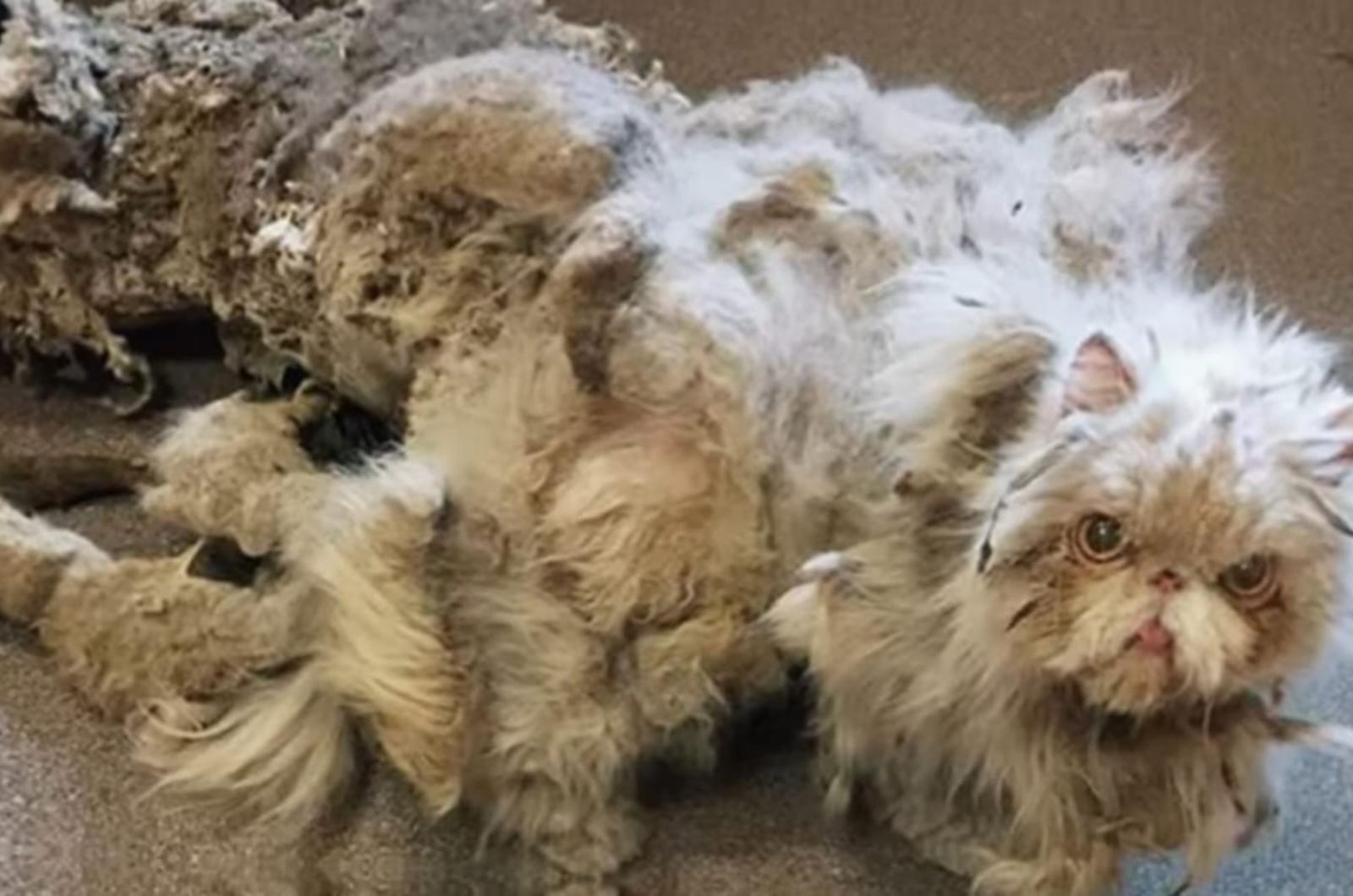 cat with dirty fur