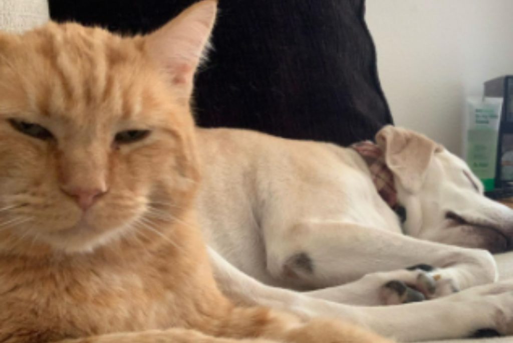 cat with dog on the couch