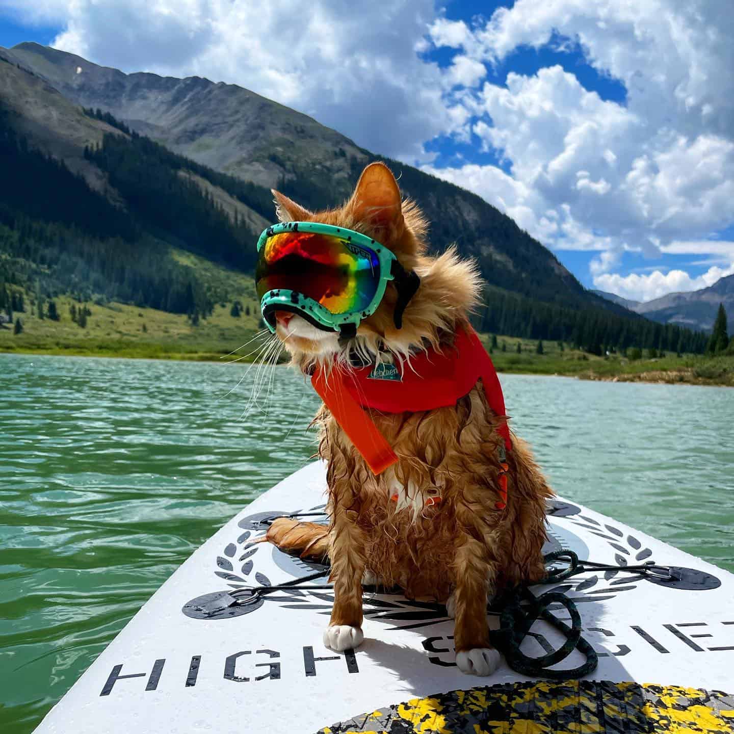 cat with glasses on the lake