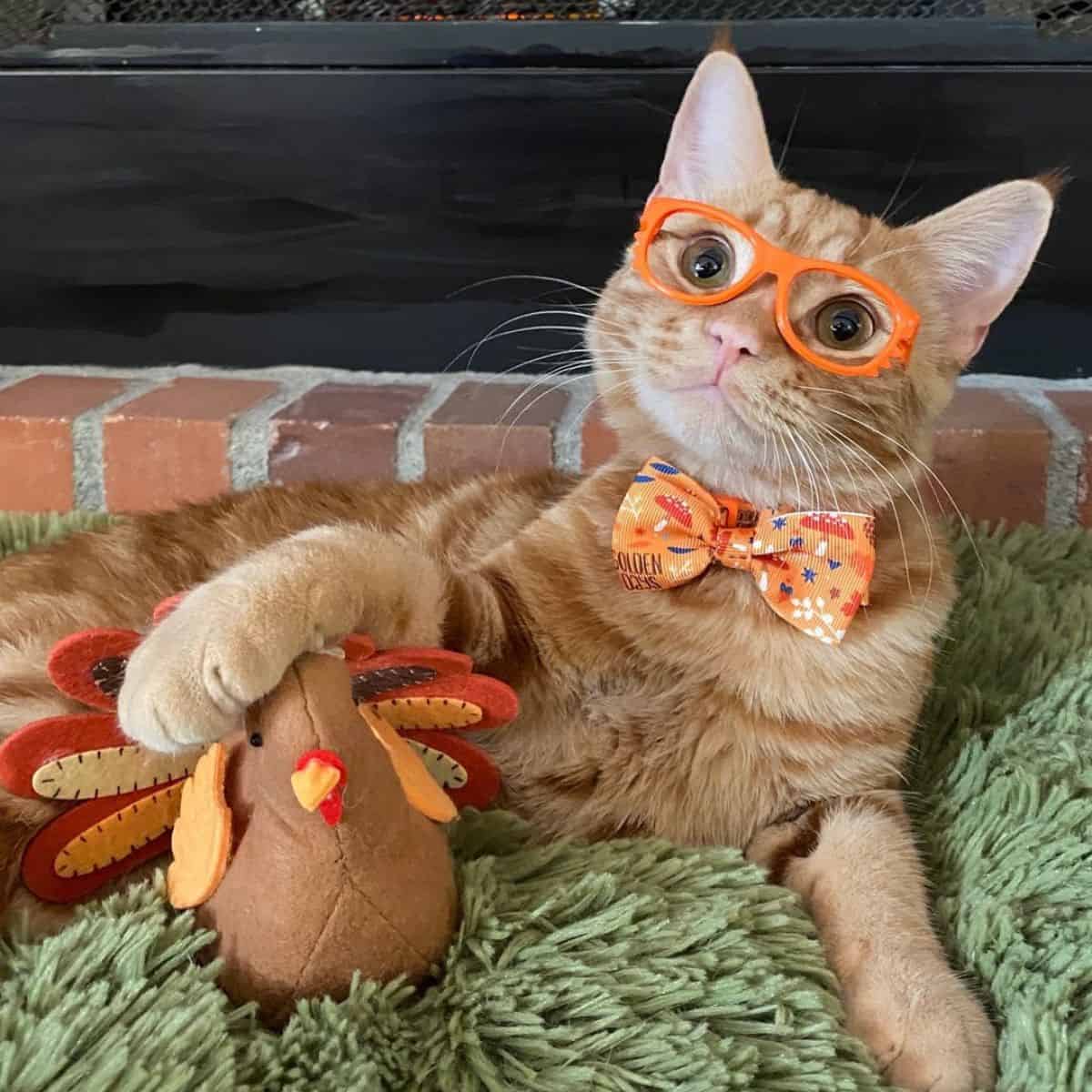 cat with glasses