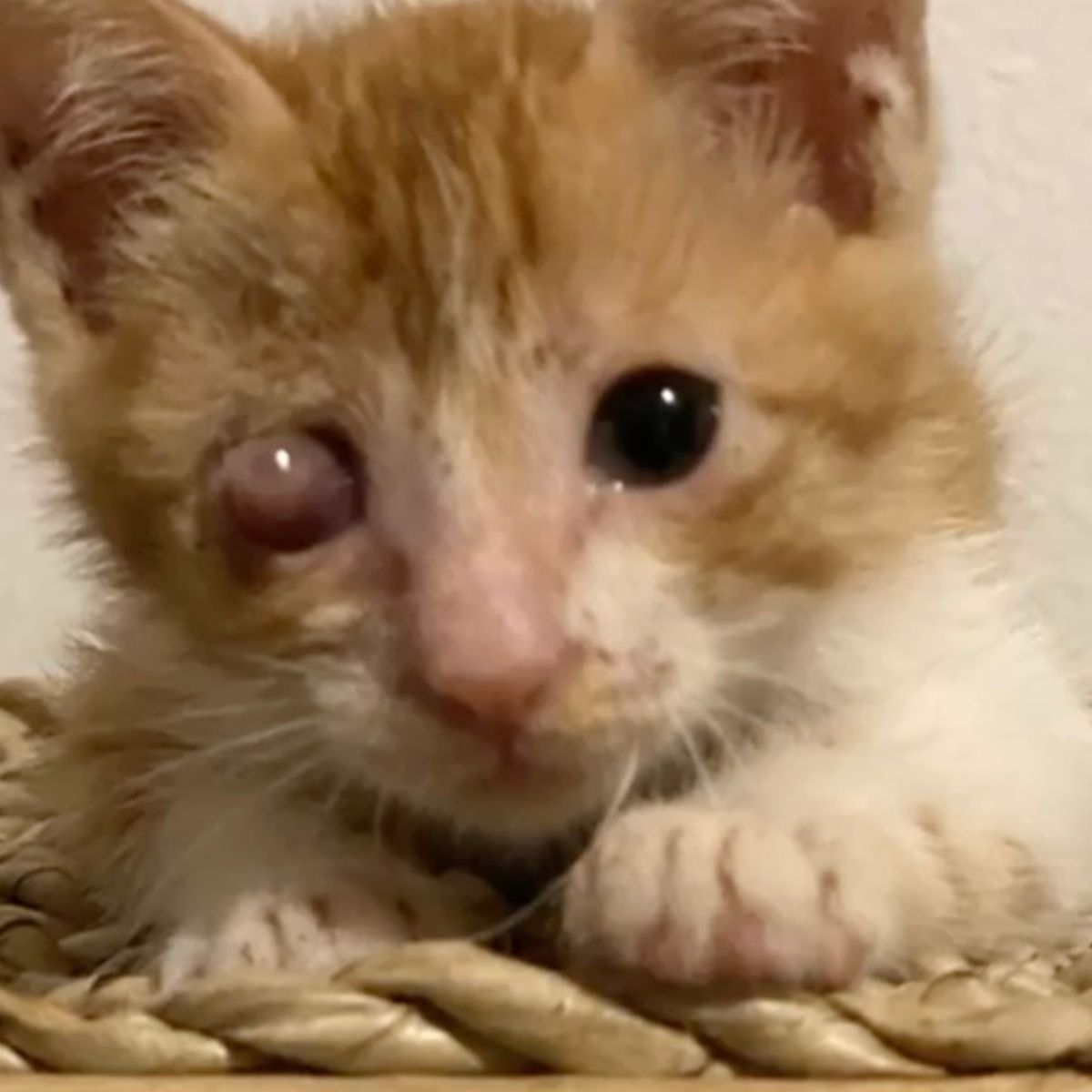 cat with injured eye