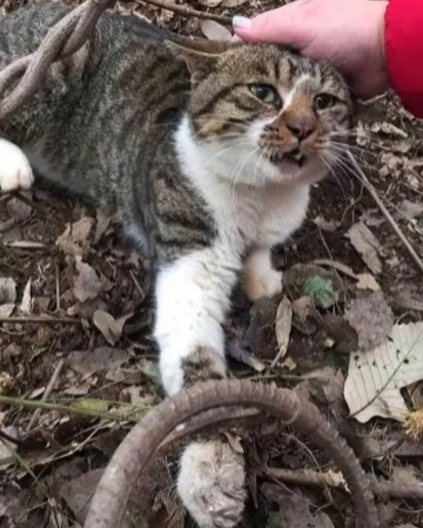 cat with injured paw