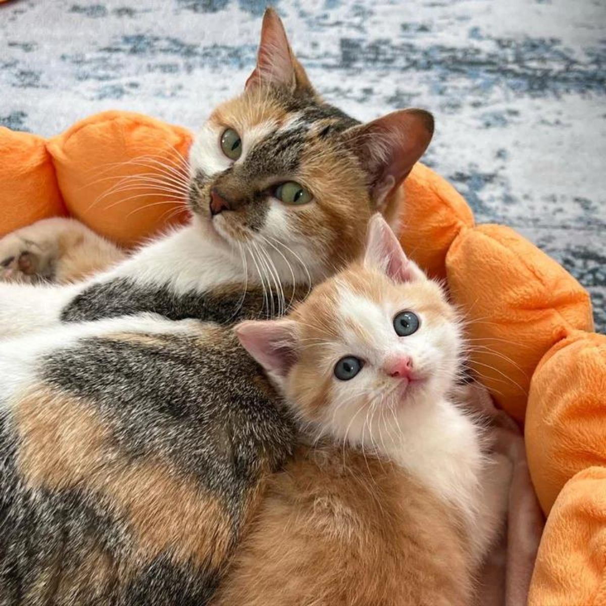 cat with kitten in a cat bed,