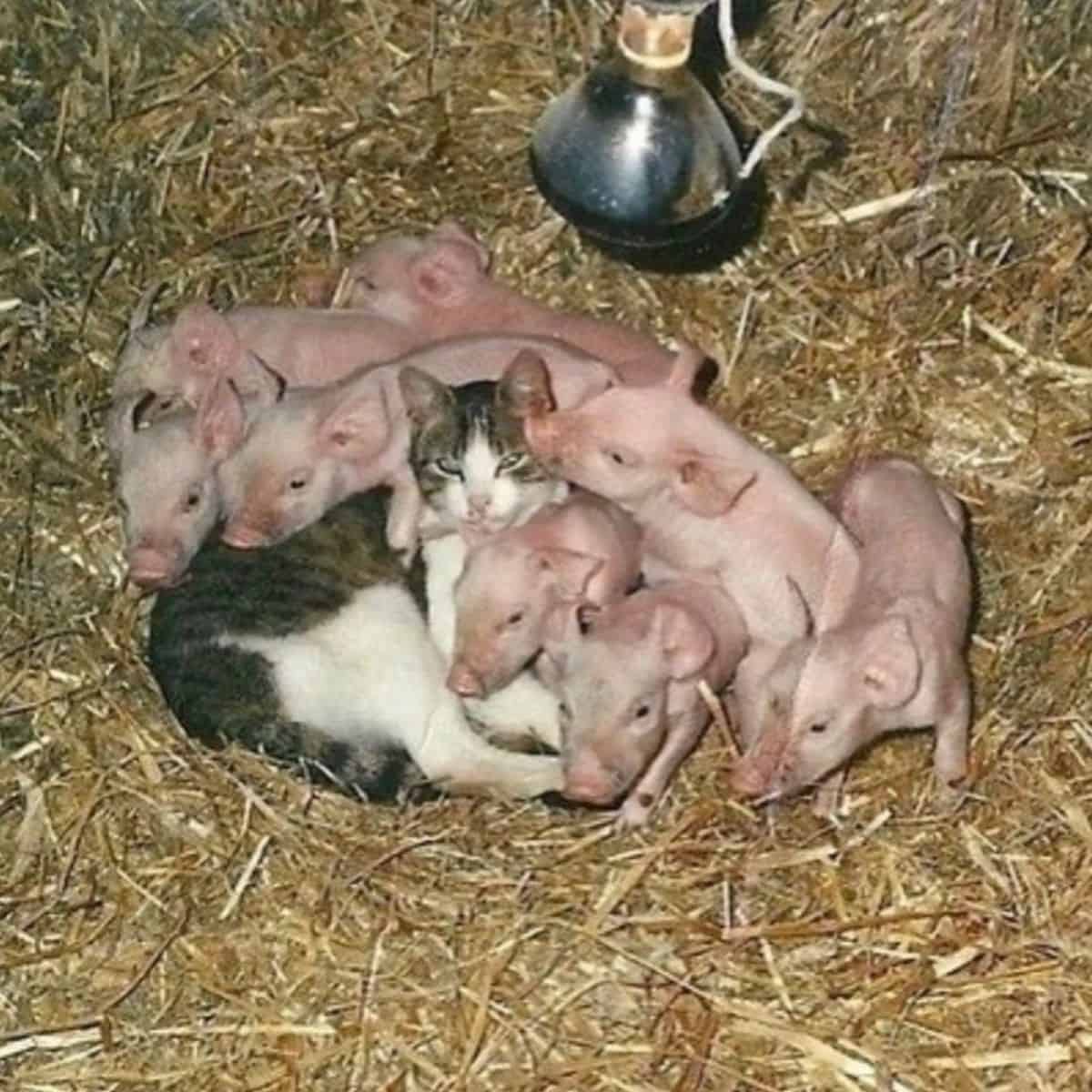 cat with little piggies