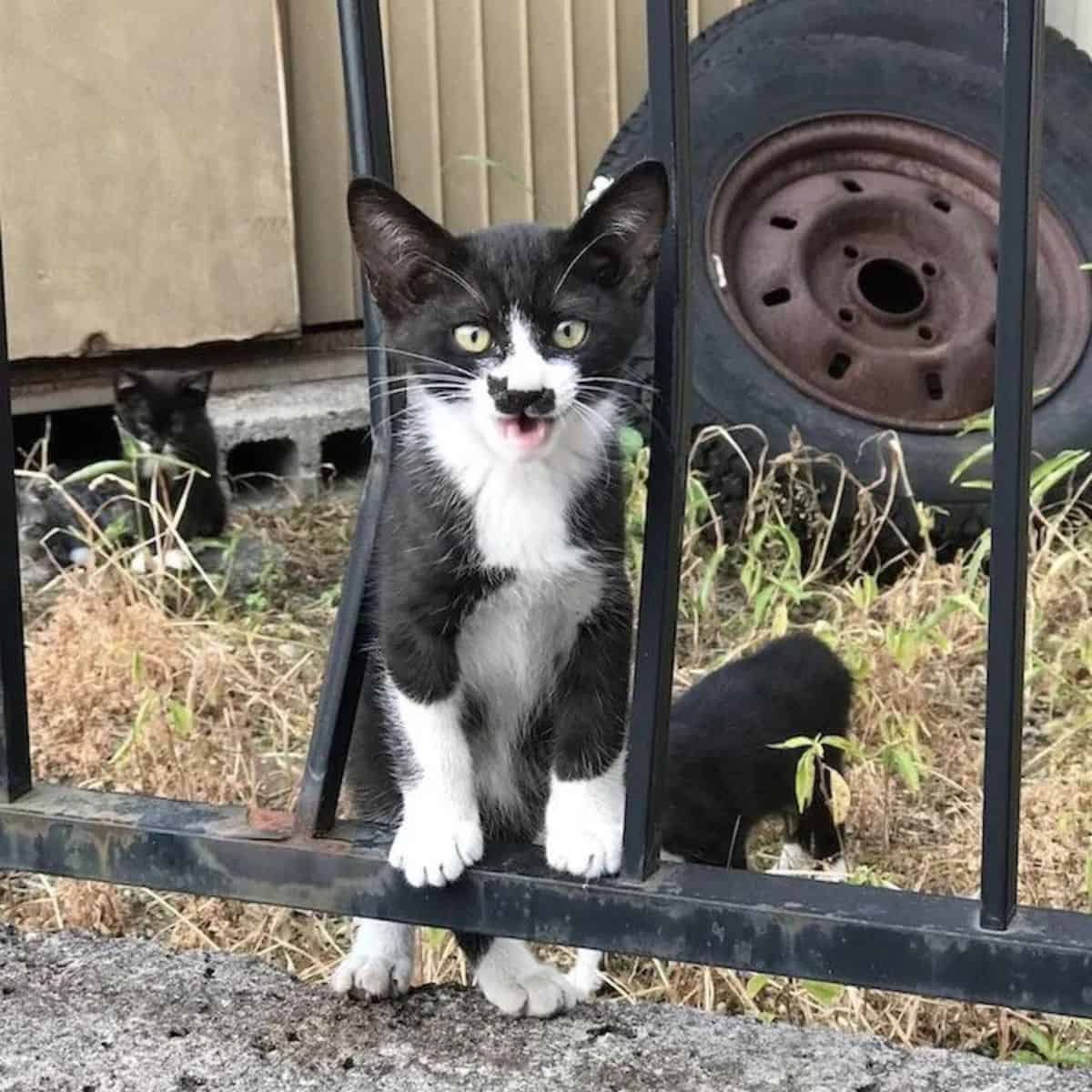 cat with mark on her face