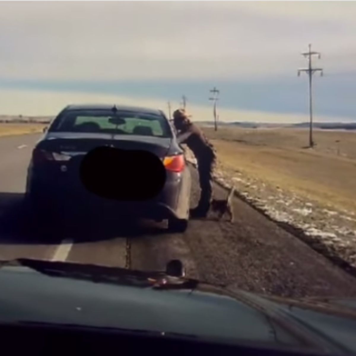 cat with police officer stops the car