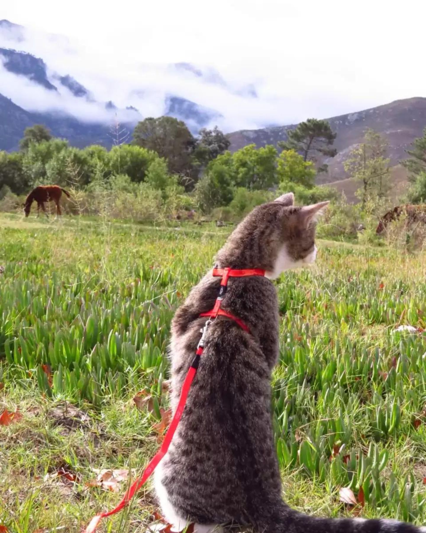 cat with red leash