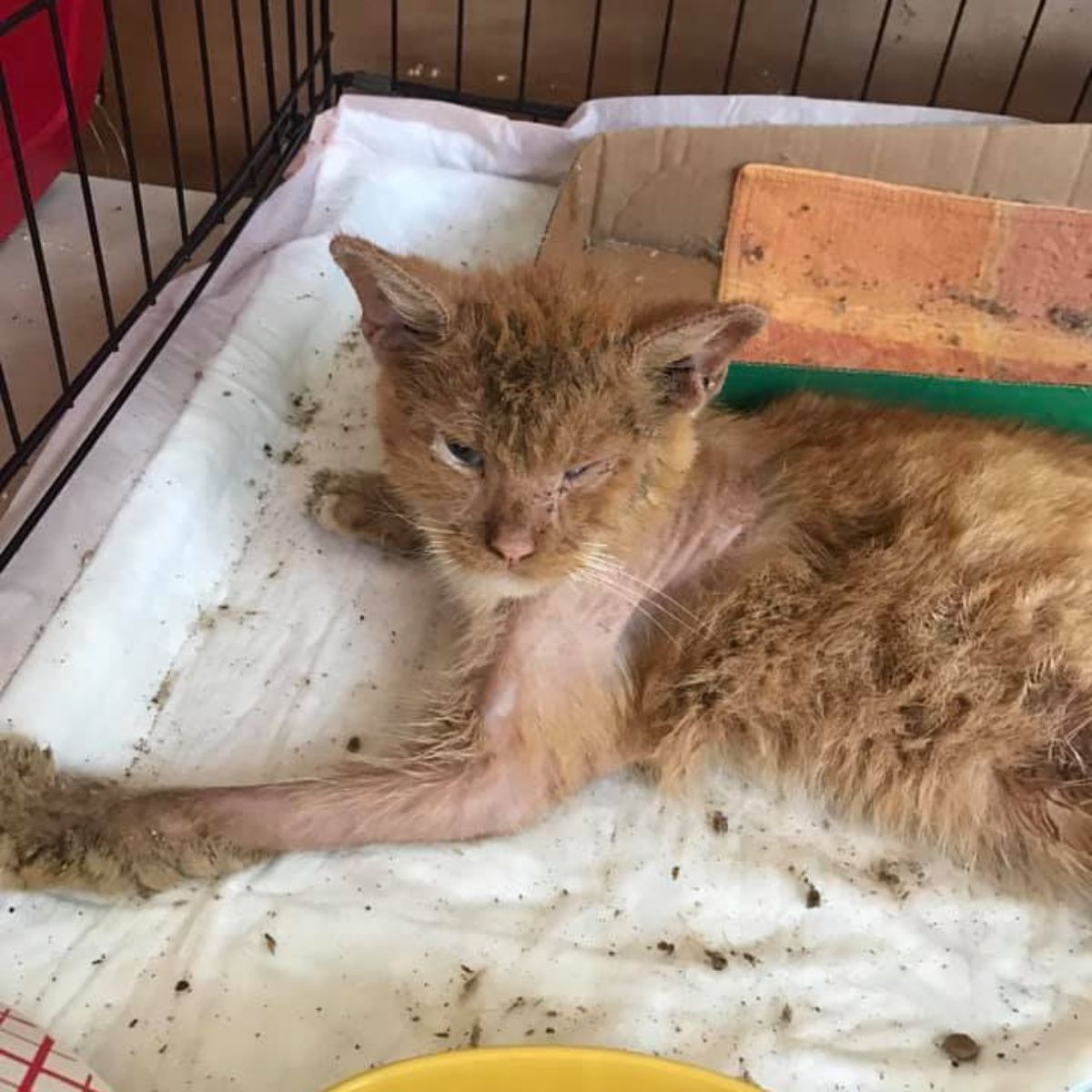 cat with shaved fur