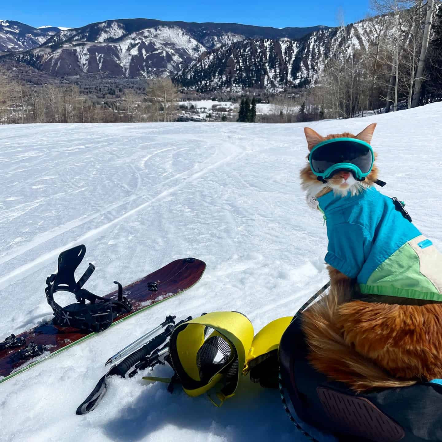 cat with skii sunglasses on snow