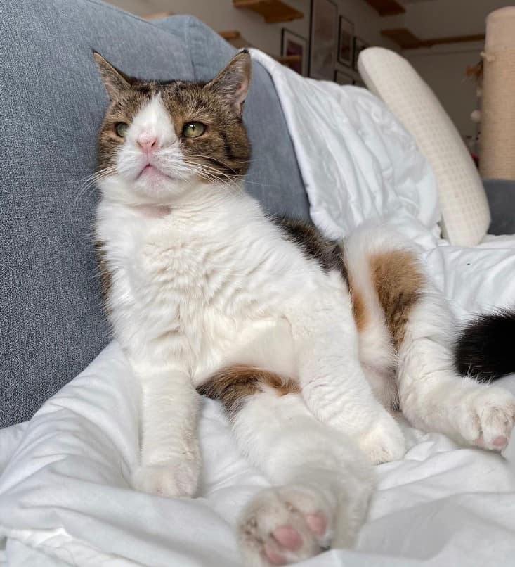 cat with special needs sitting on a white sheet