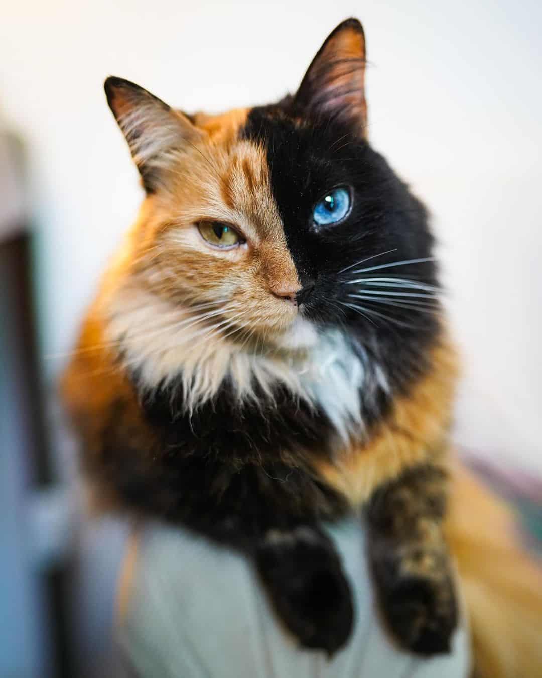 cat with two faces sitting on the sofa