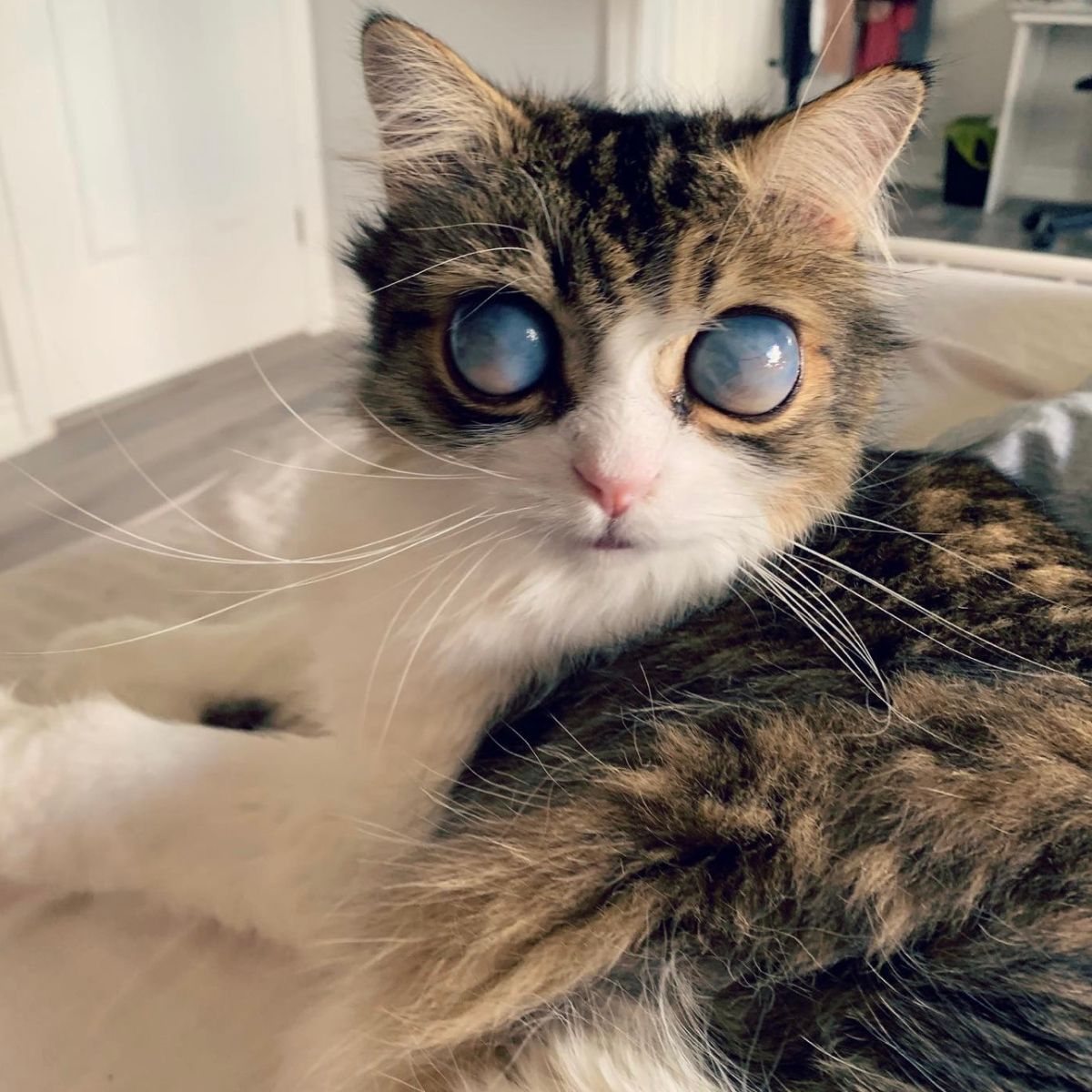 cat with unusual eyes