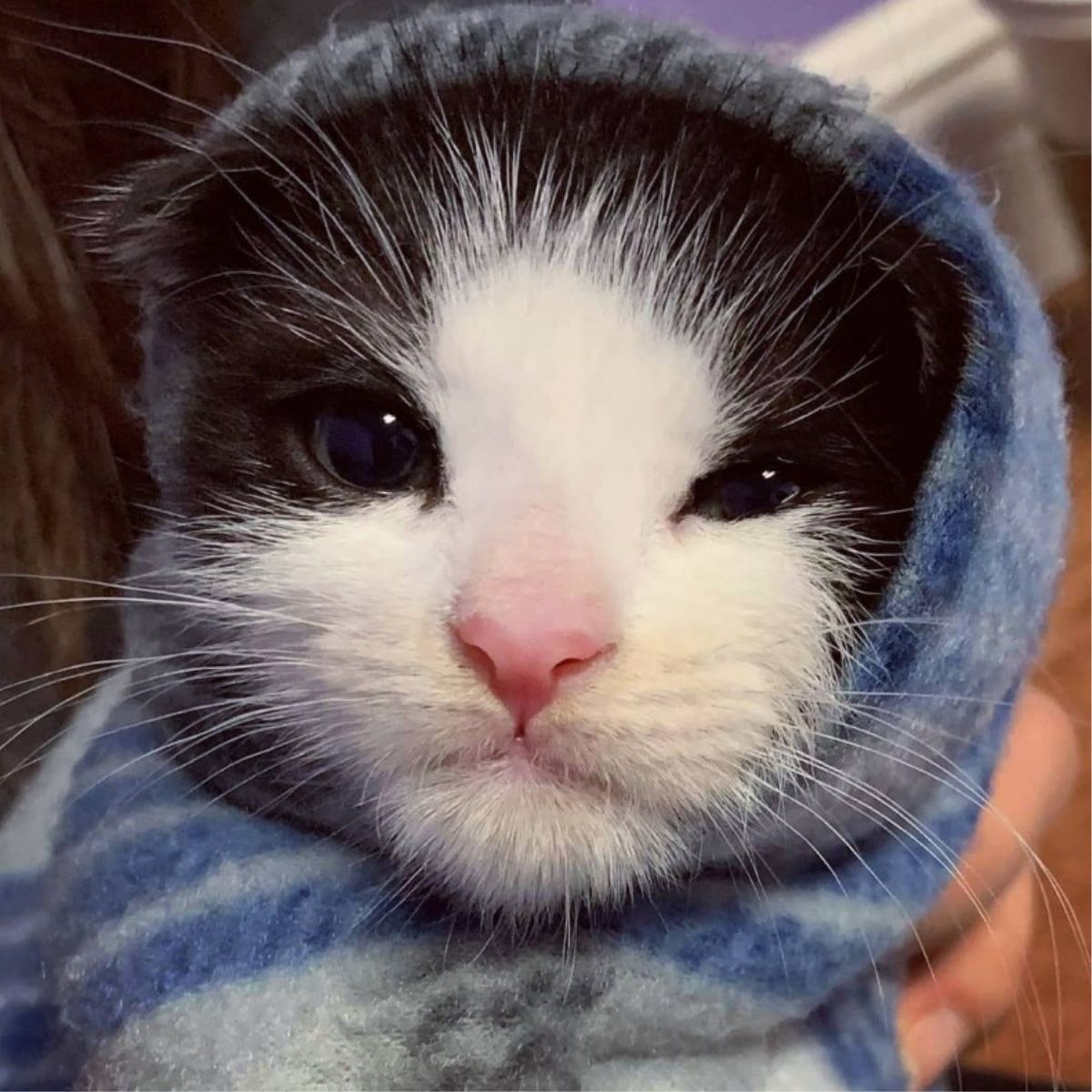 cat wrapped in blanket