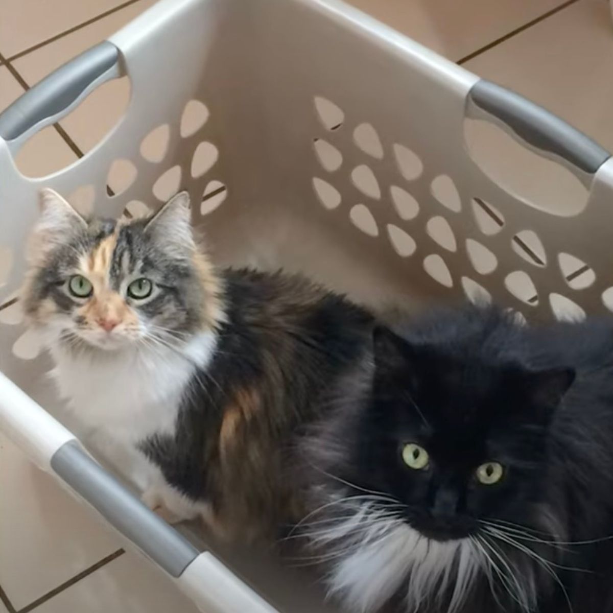 cats in a basket