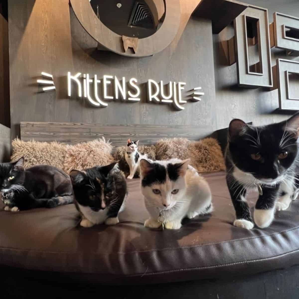 cats in the cat cafe