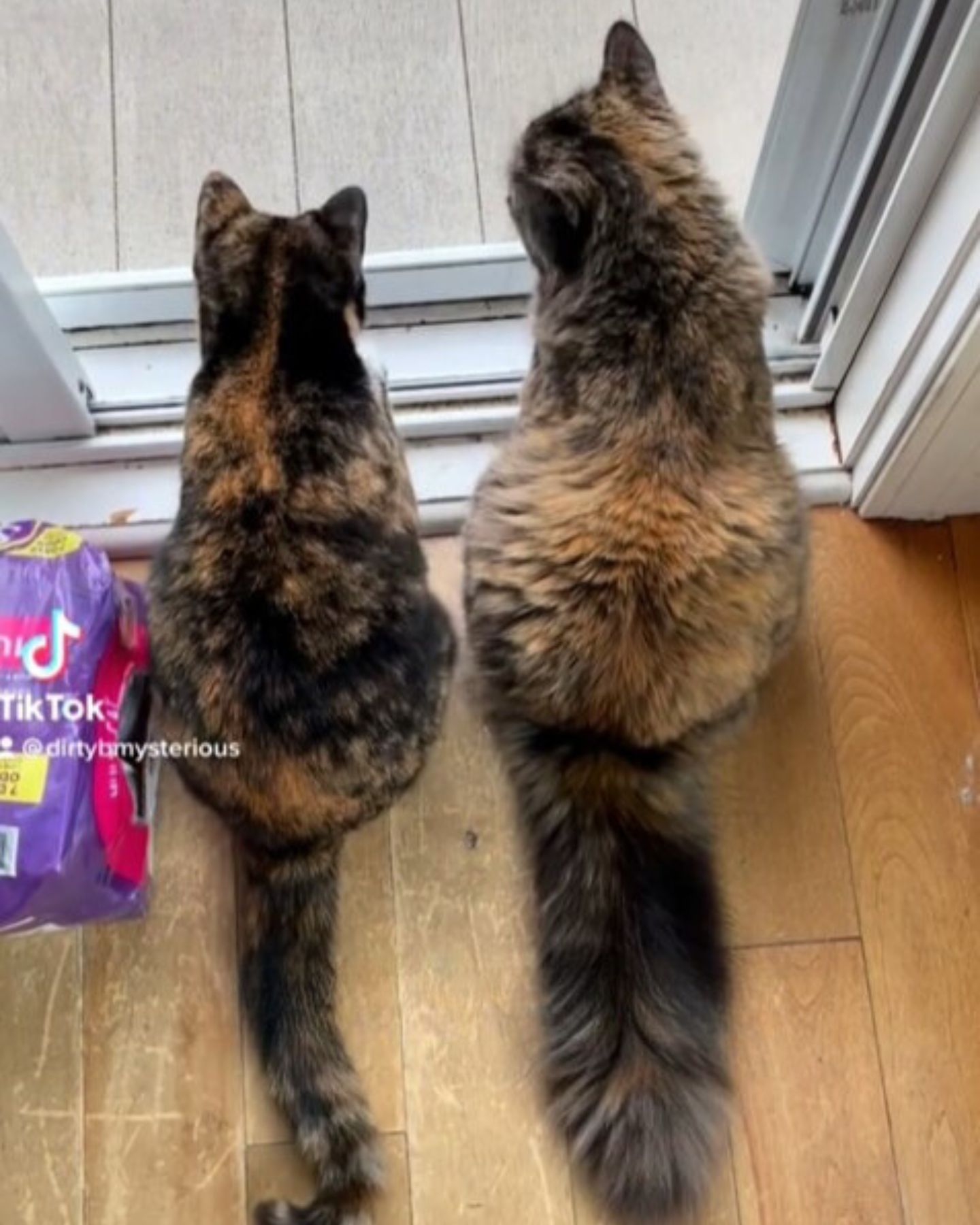 cats looking through balcony door