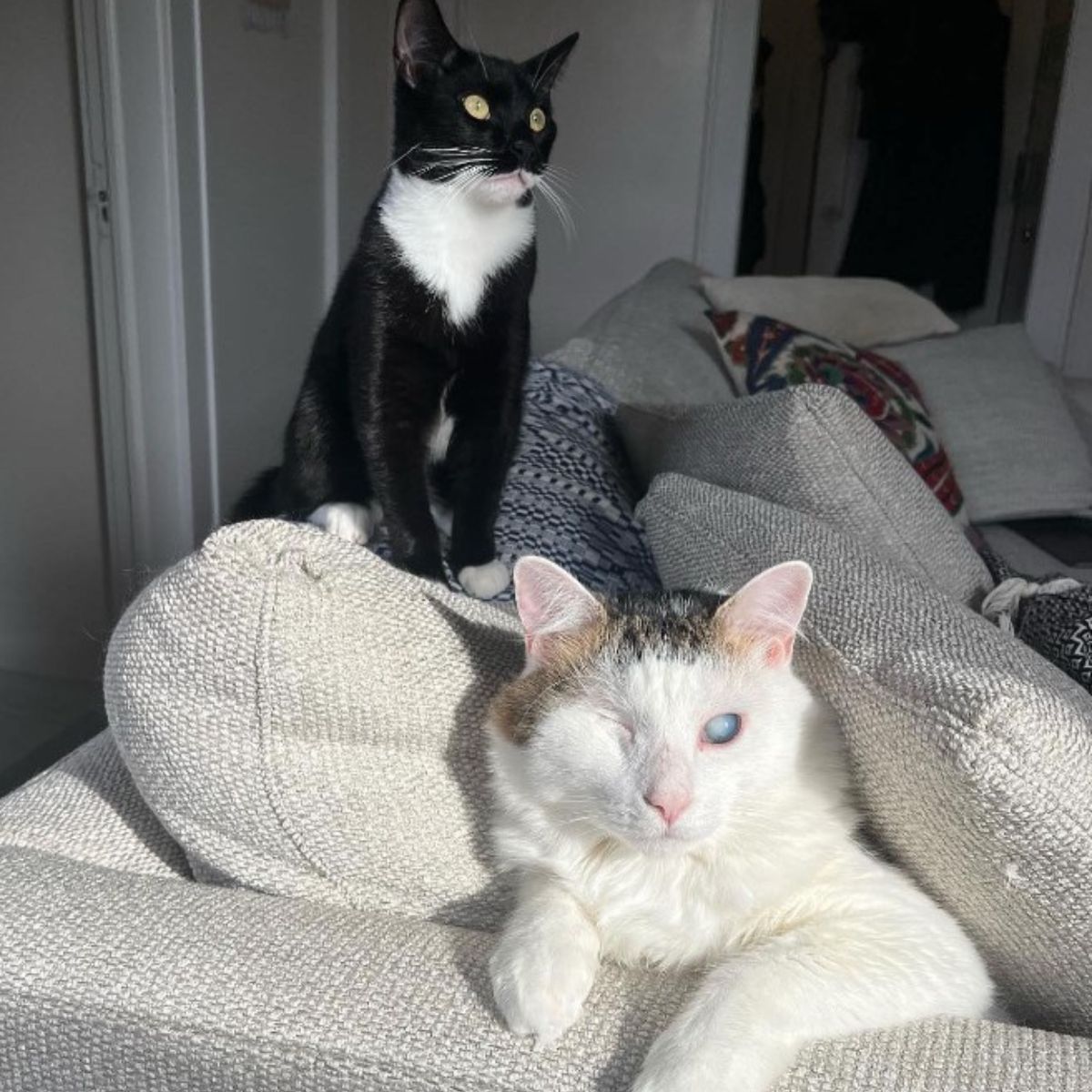 cats on couch cushions