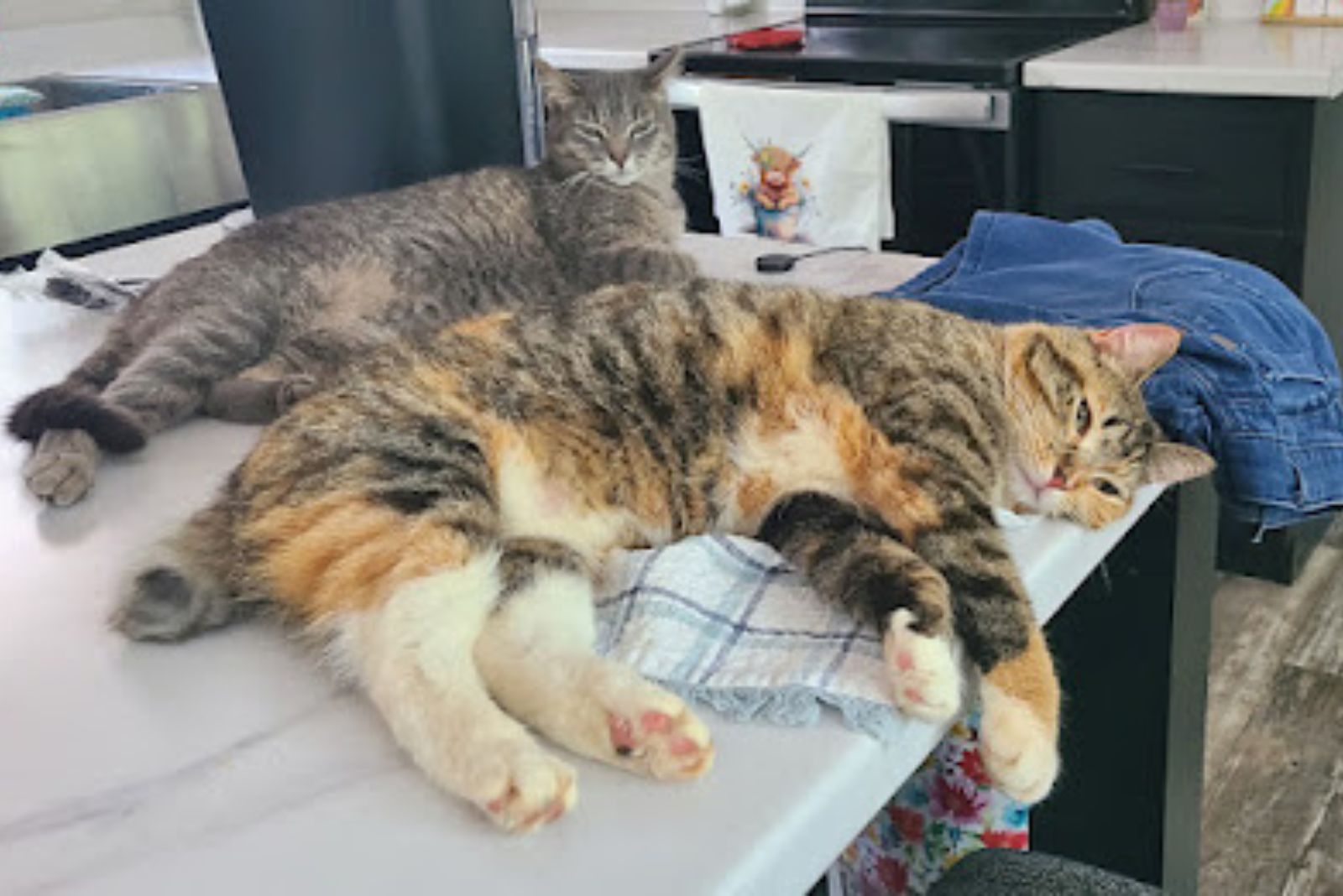 cats on table