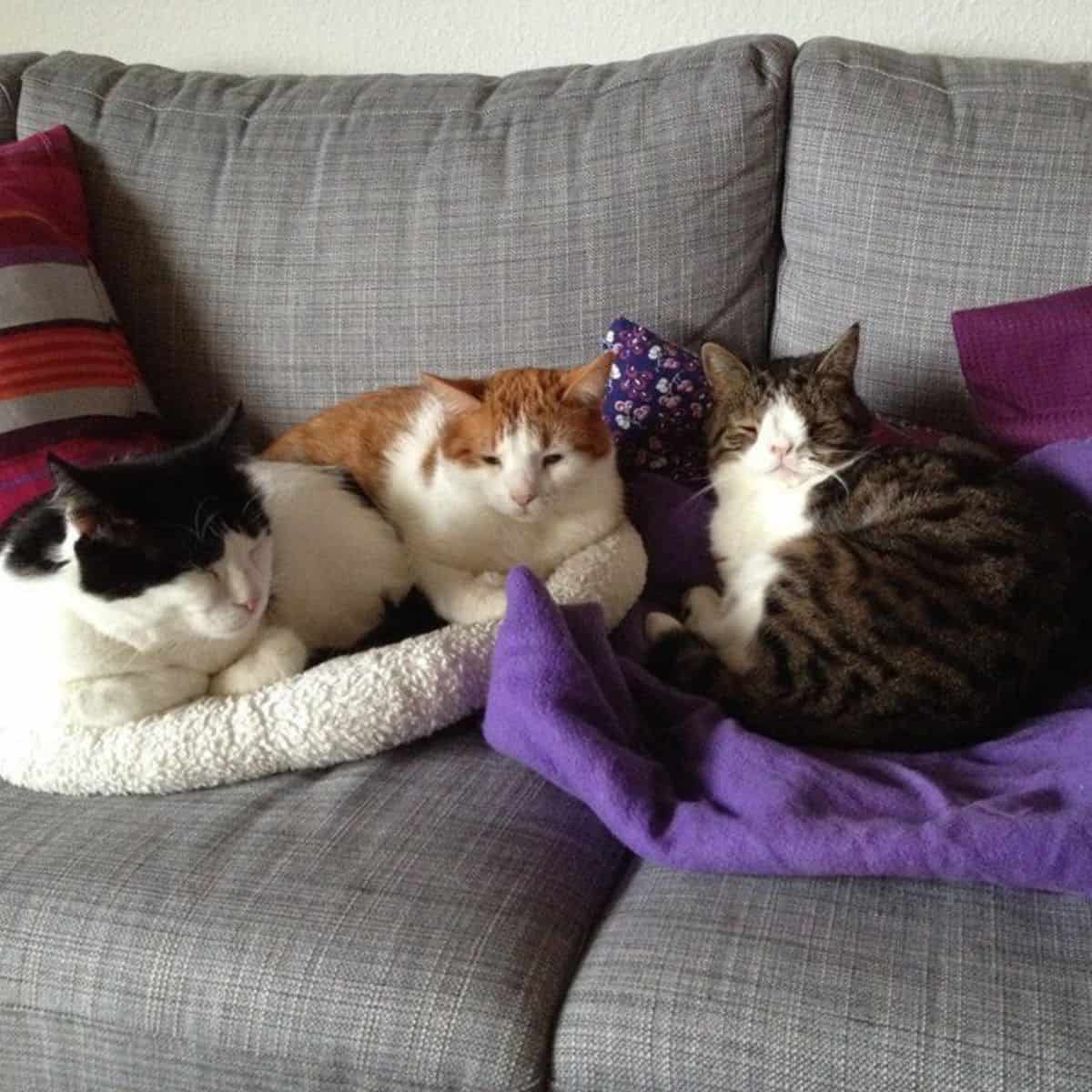 cats on the couch