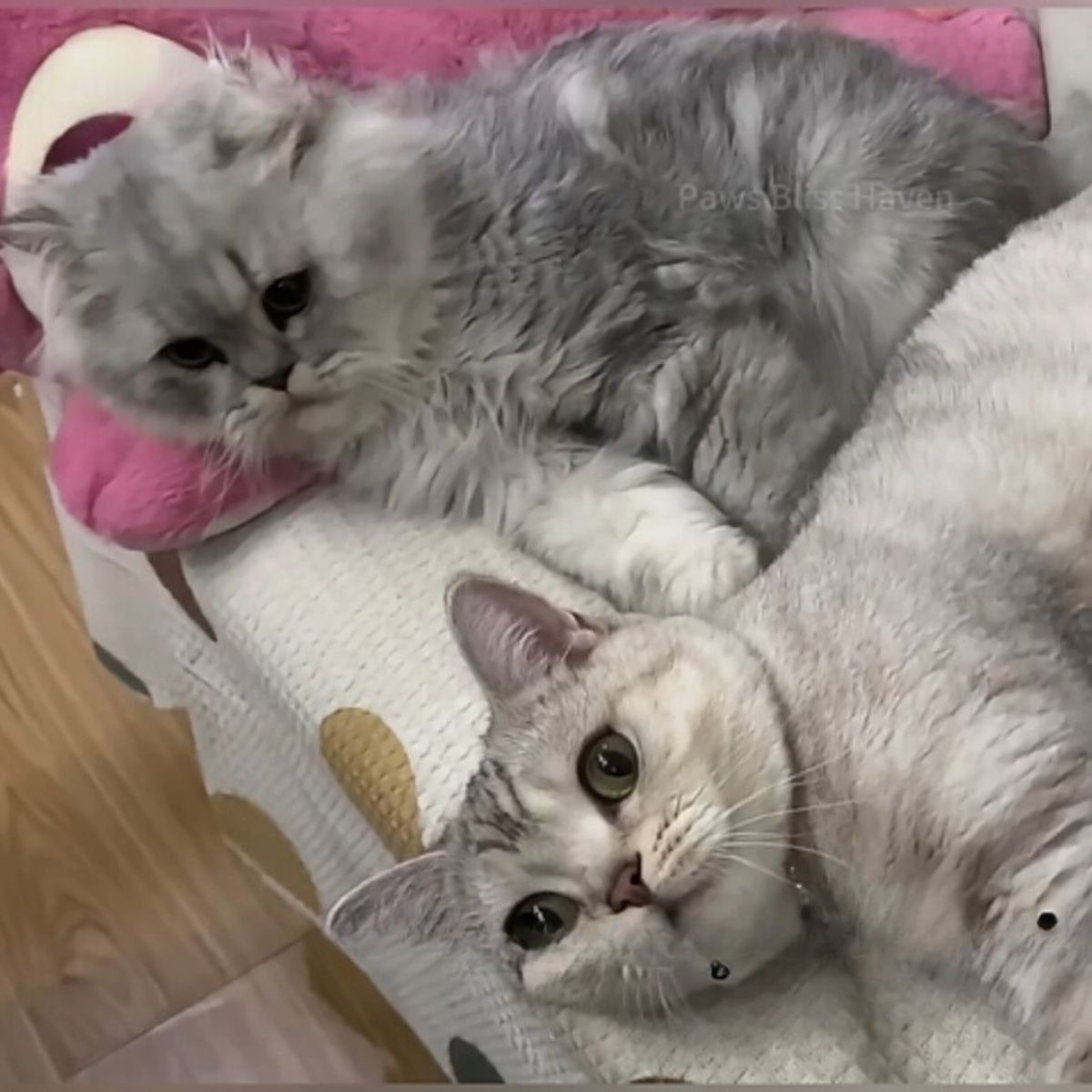 cats on their bed