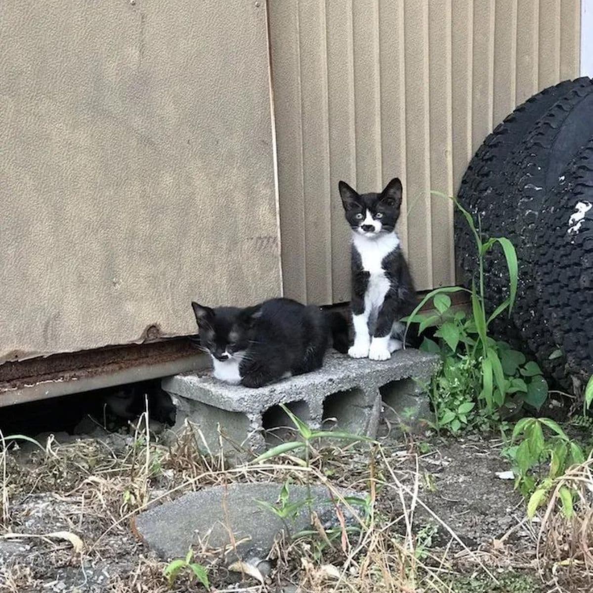 cats outdoor sitting