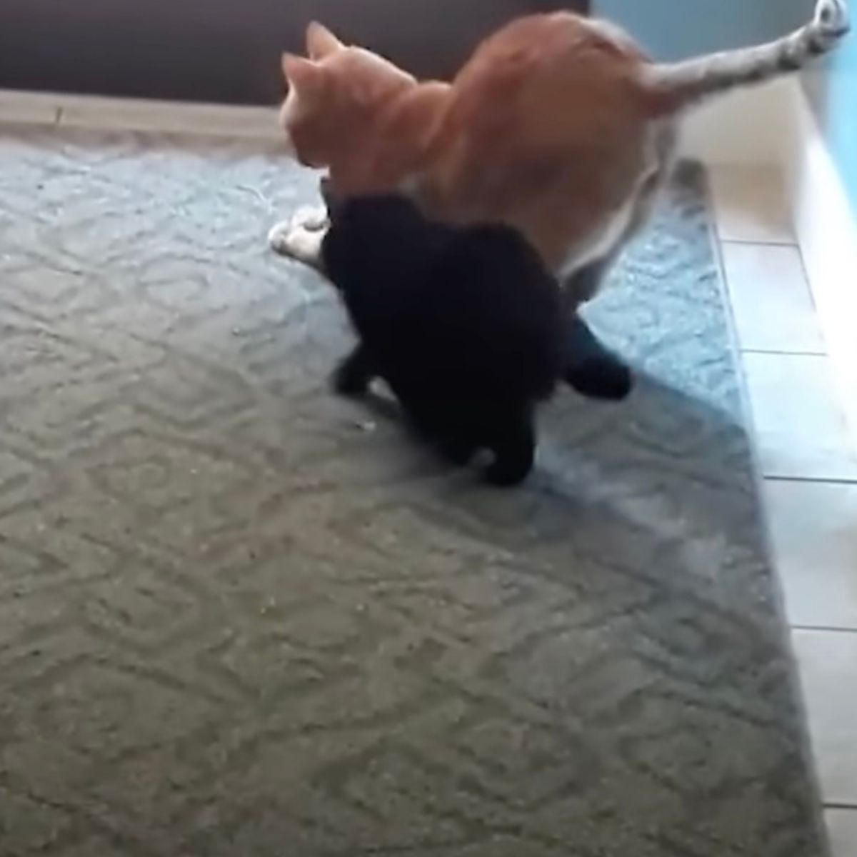 cats playing at shelter (2)