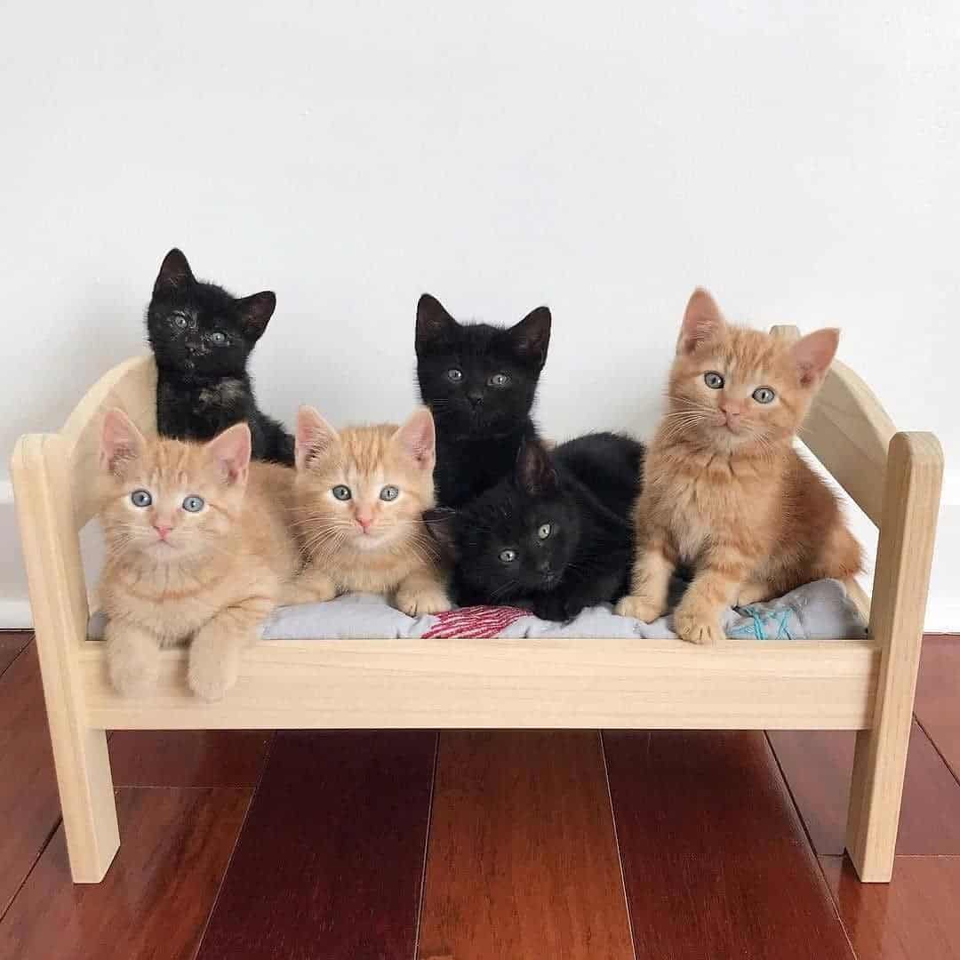 cats sleeping in an ikea doll bed