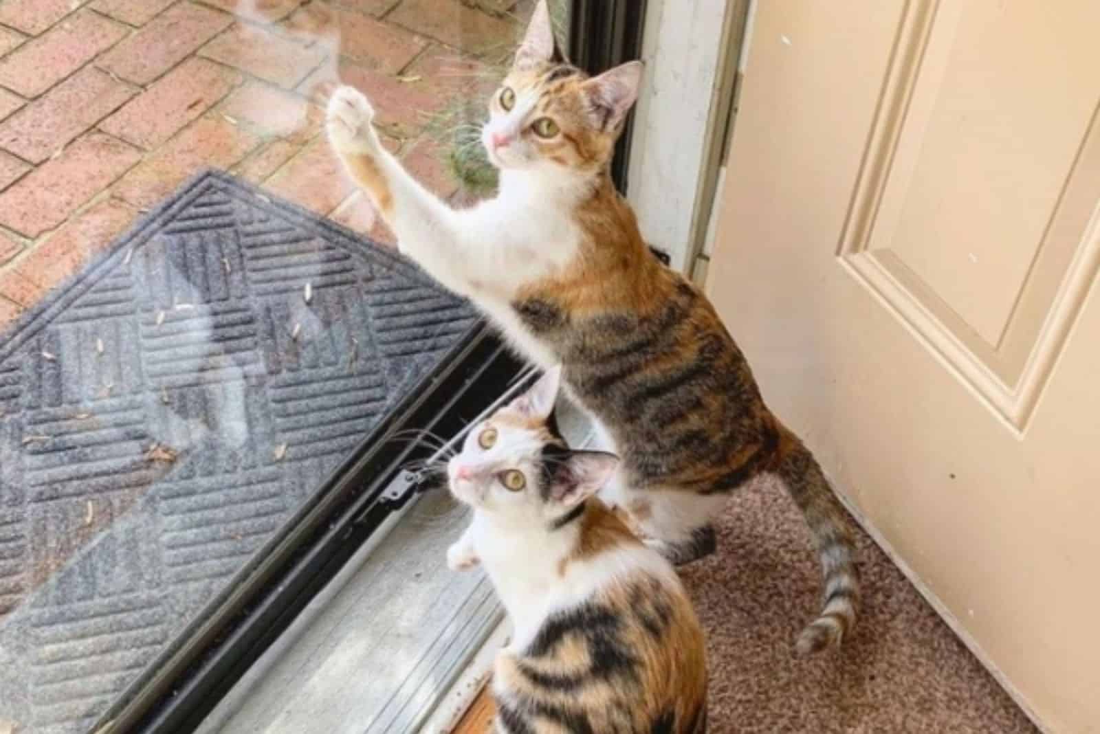 cats standing by the balcony door