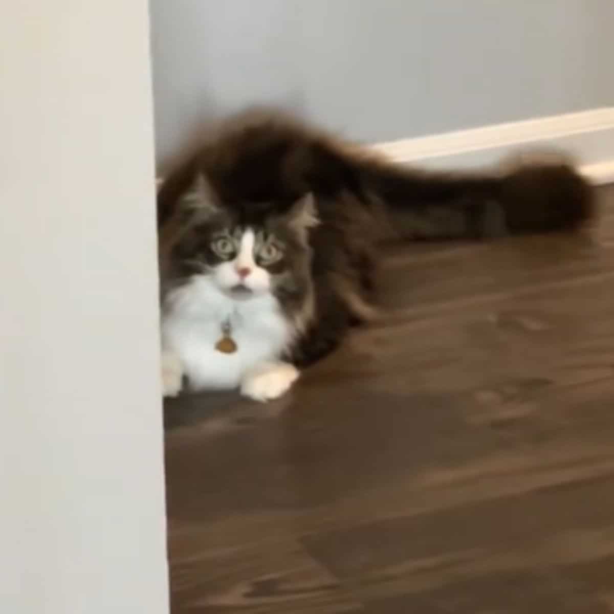 cat's zoomies