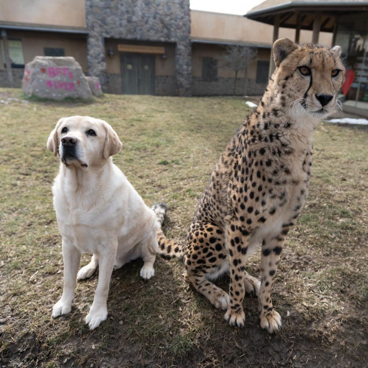 cheetah and dog