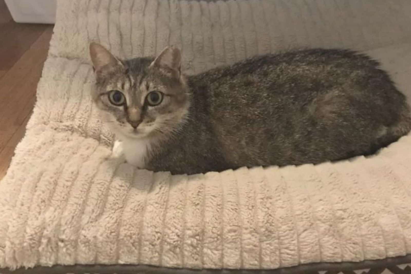 chunk chunk resting on a bed at his new home