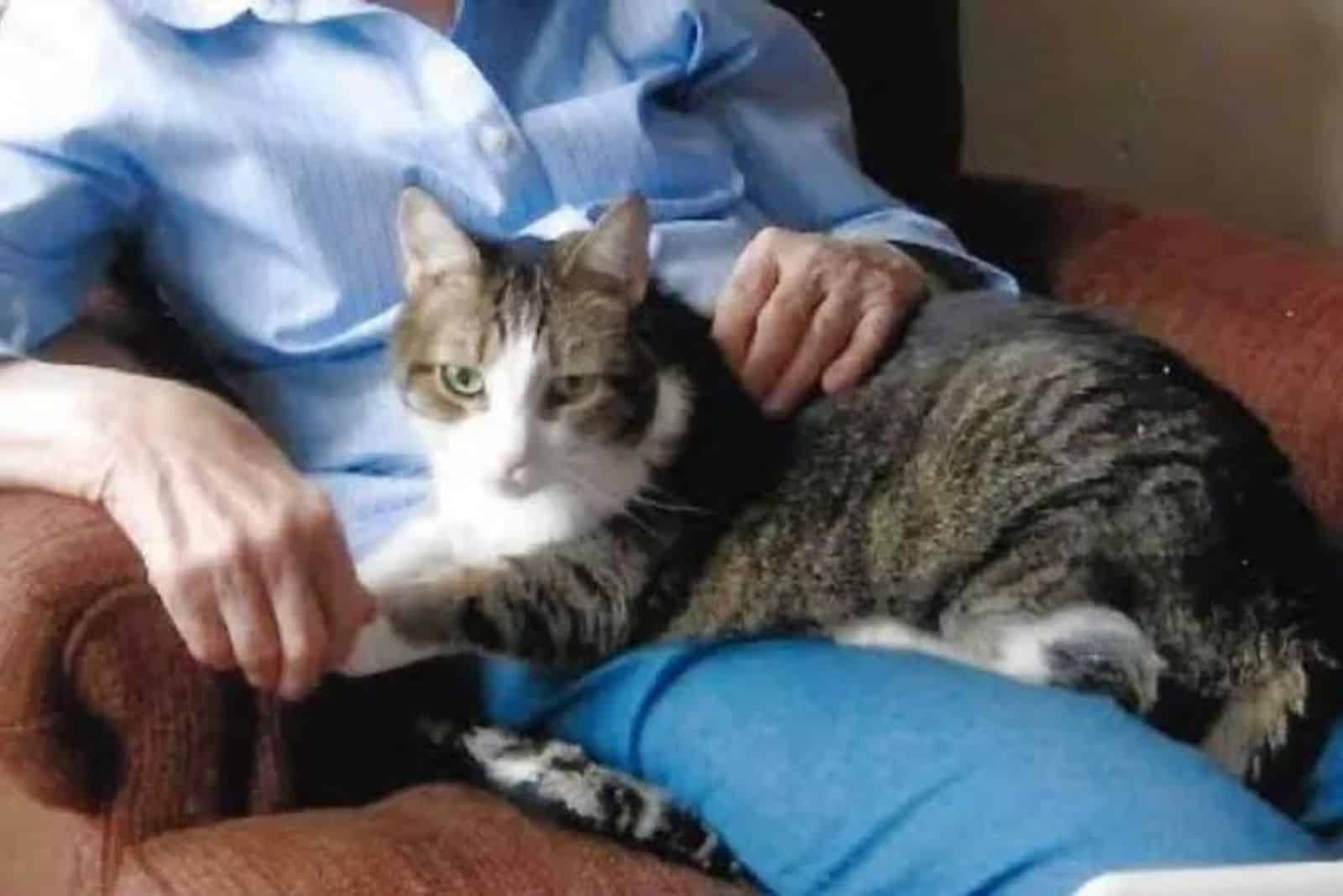 close-up of a cat in woman's lap