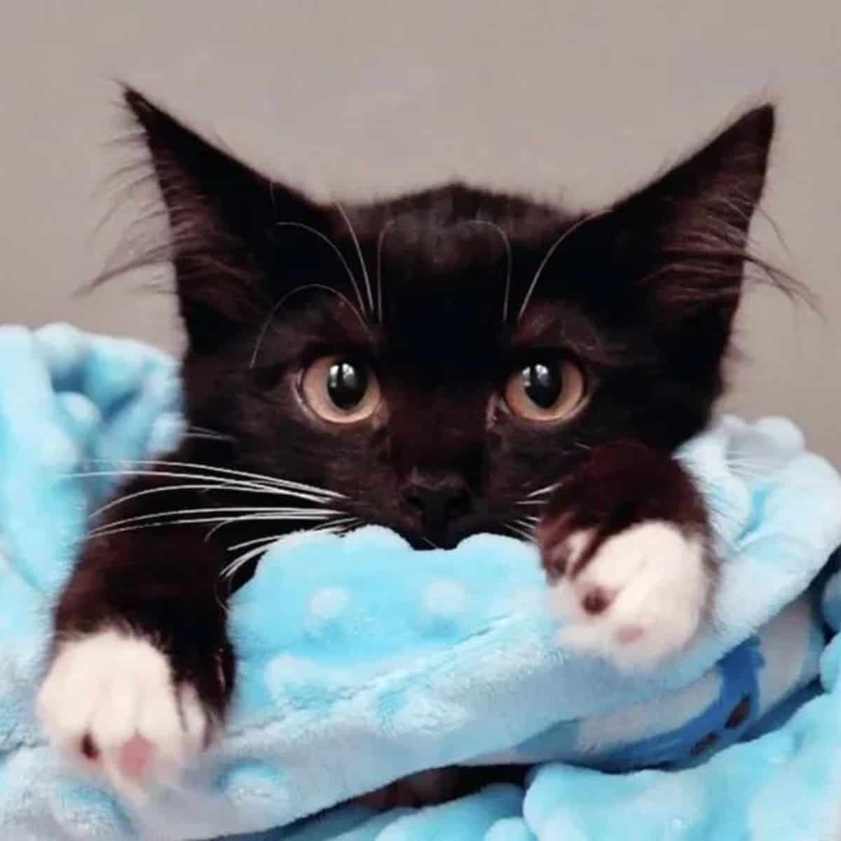 close-up photo of a black cat