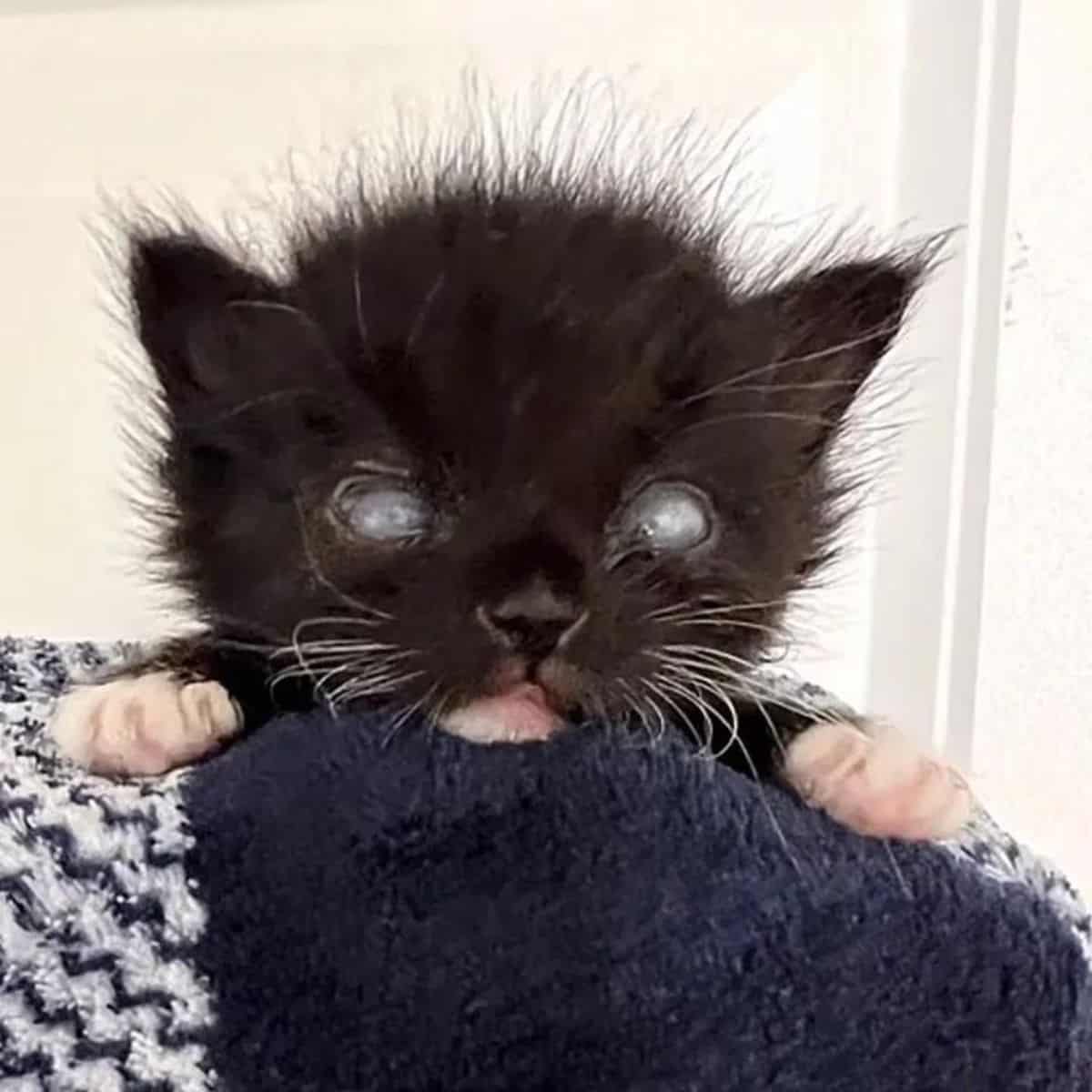 close-up photo of a black kitten