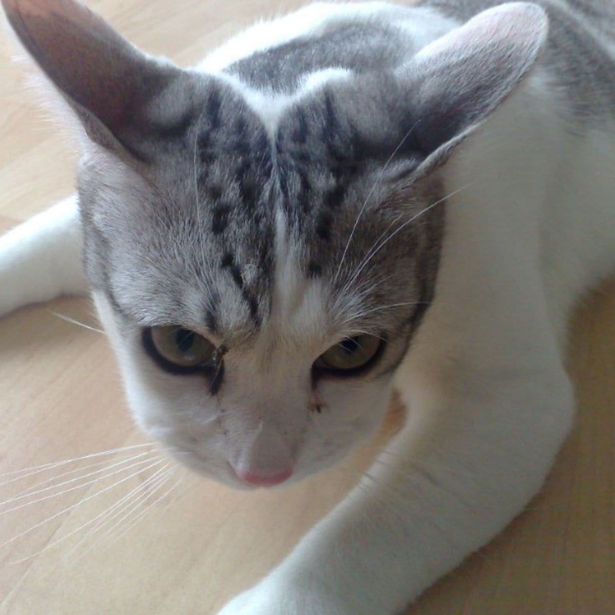 close-up photo of a cat lying