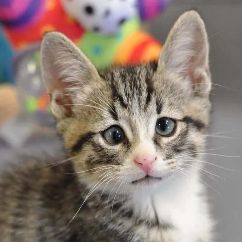 close-up photo of a kitten